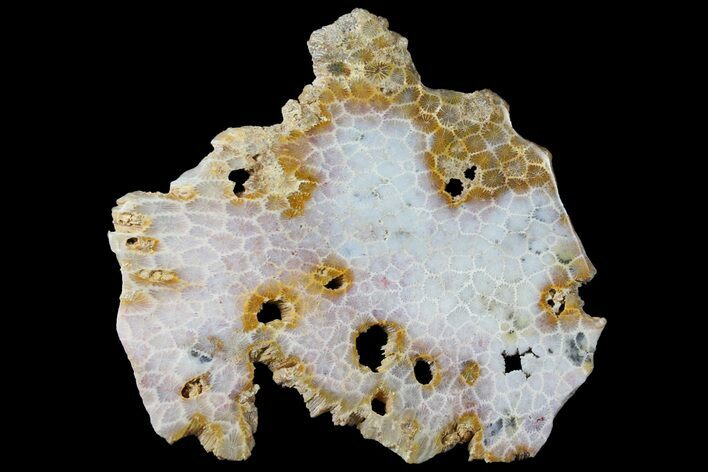 Polished, Fossil Coral Slab - Indonesia #121903